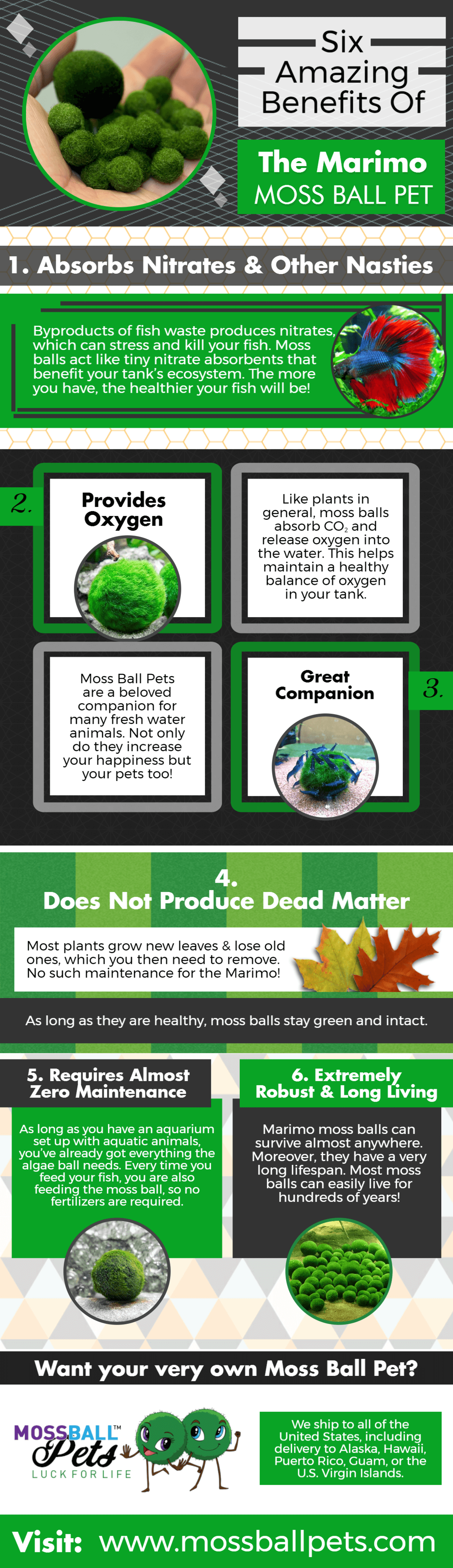 Six Amazing Benefits Of The Marimo Moss Ball Pet Moss Ball Pets Moss Ball Pets