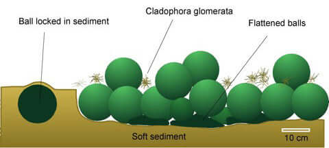 diagram showing ball locked in sediment, cladaphora glomerata, flattened balls, and soft sediment (via Wikipedia Commons)