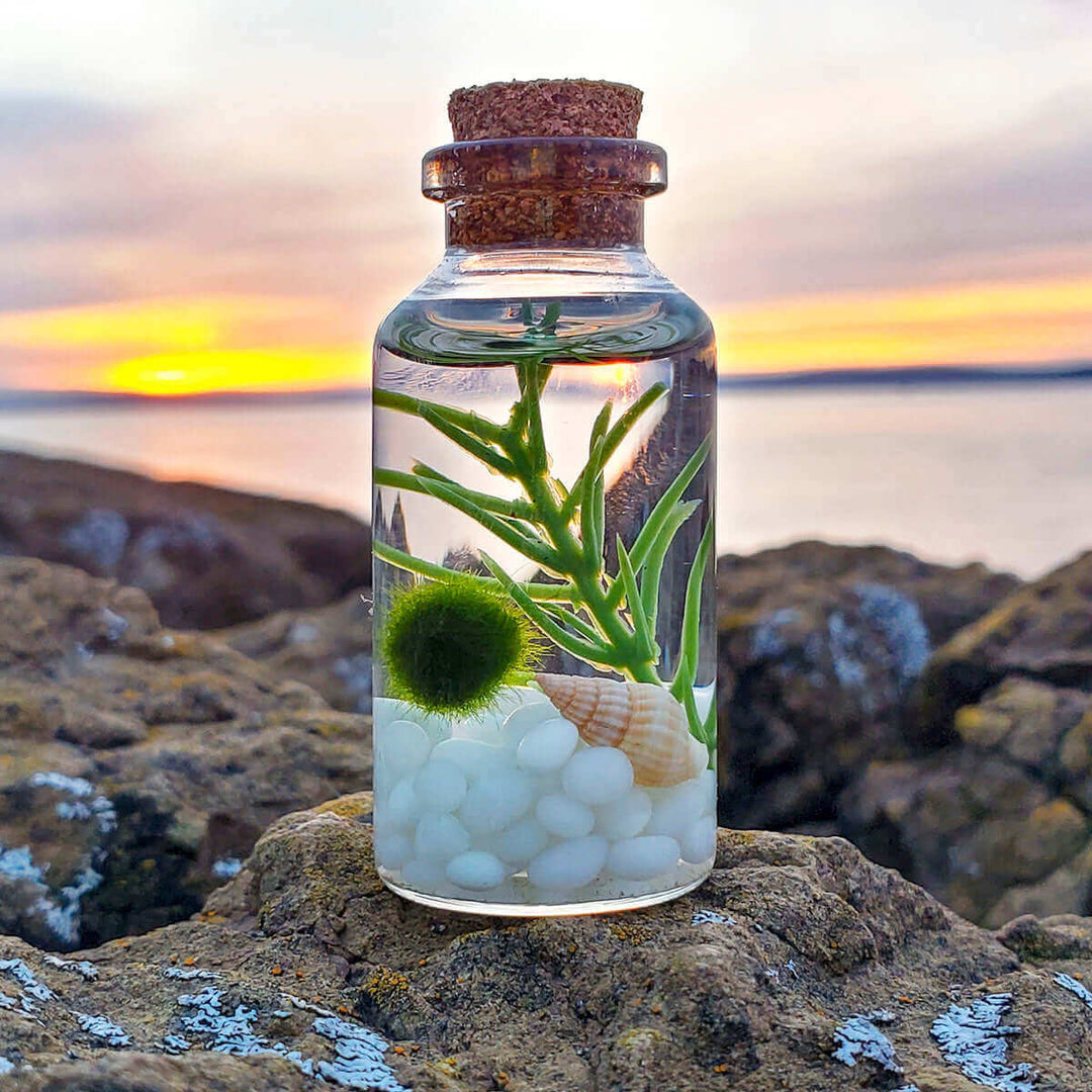 Moss Ball Aquatic Terrarium – The Plant Lady SF