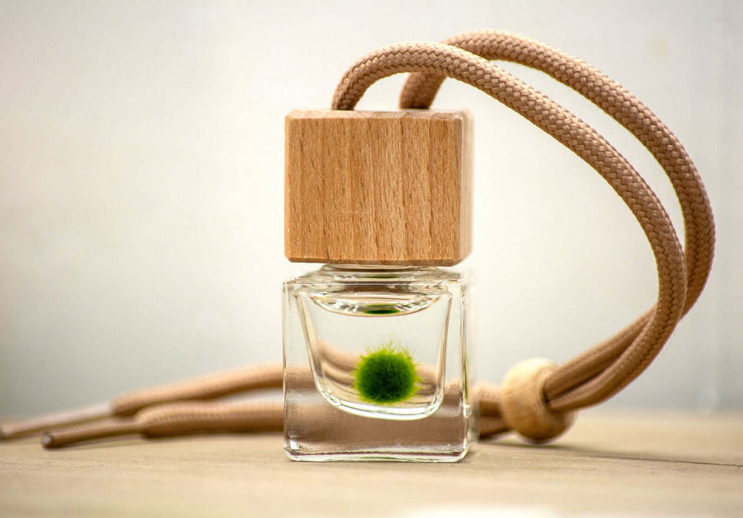 Small Alchemist Terrarium Starter Kit with Baby Moss Ball Pet – Moss Ball  Pets™