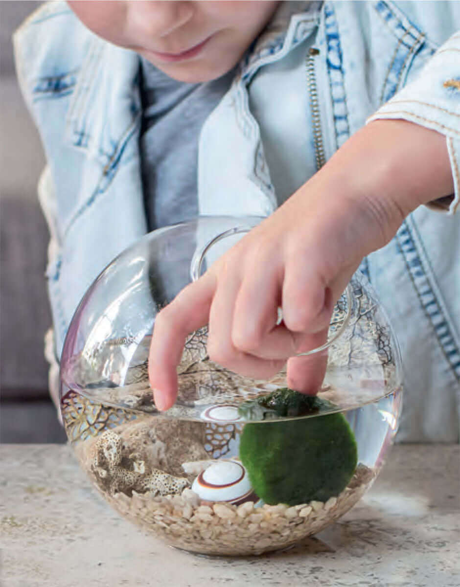 Moss Ball Aquatic Terrarium – The Plant Lady SF