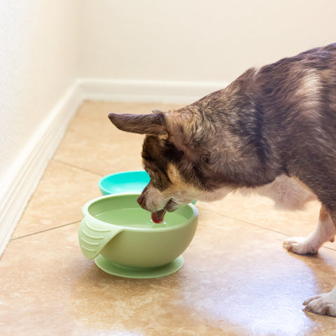 silicone pet bowl