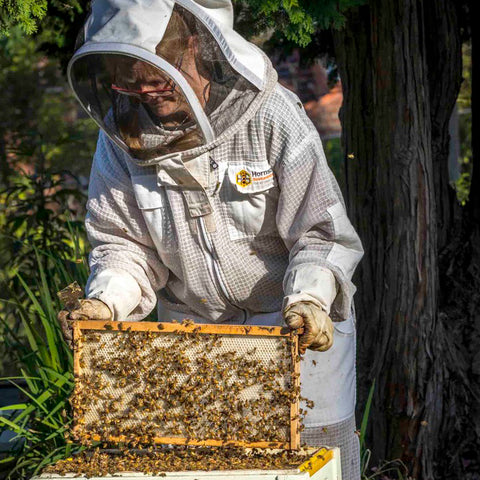 Local Commercial Beekeeper