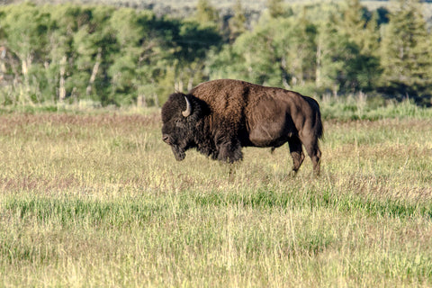 Bison Making America Proud