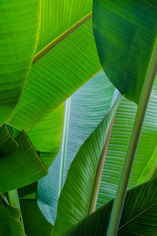 Plantain forest on the plantation