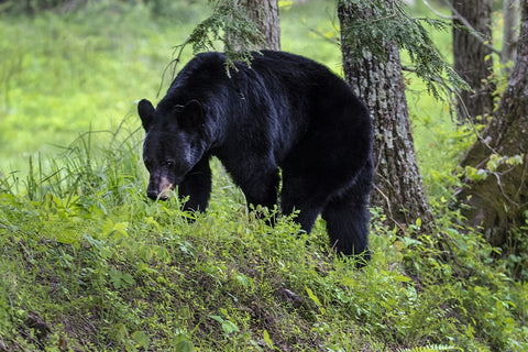 Black bear canvas picture prints