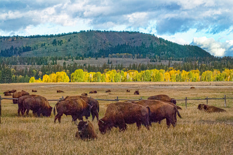 Bison grazing