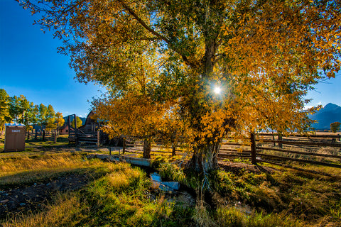 Cottonwood Tree Canvas Picture Prints of GTNP