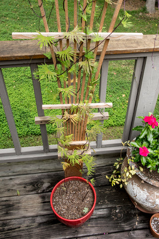 Home made trellis