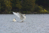 Trumpeter Swans