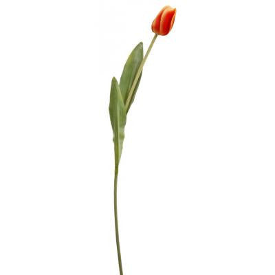 Tulips – E.T. Tobey Company