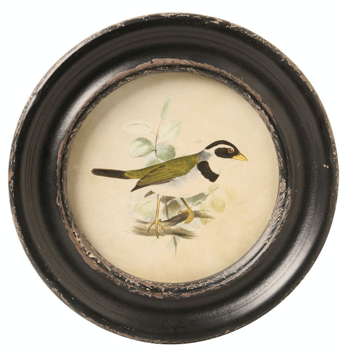 Round Framed Bird Print – E.T. Tobey Company