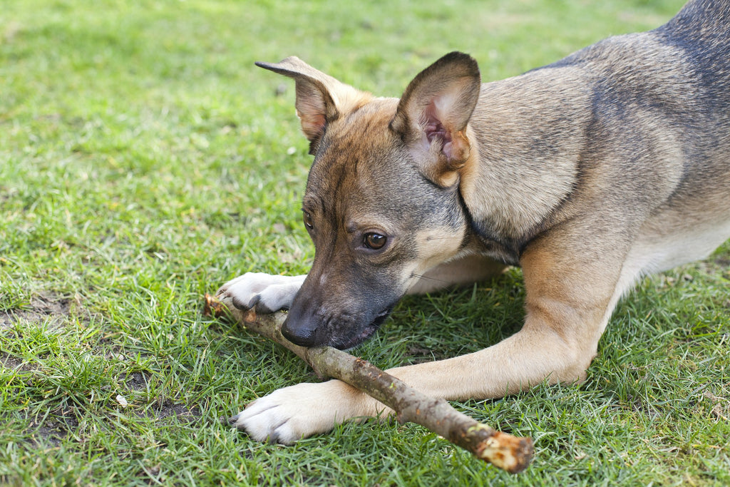 lungworm-what-is-it-and-how-can-you-protect-your-pet-vetscriptions