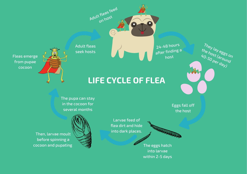Life Cycle of Flea