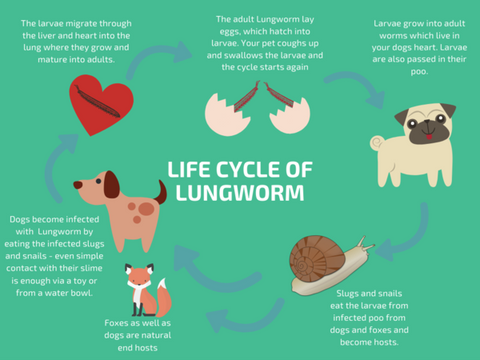 Life Cycle of Lungworm