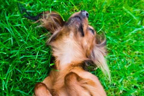 dog lying in grass