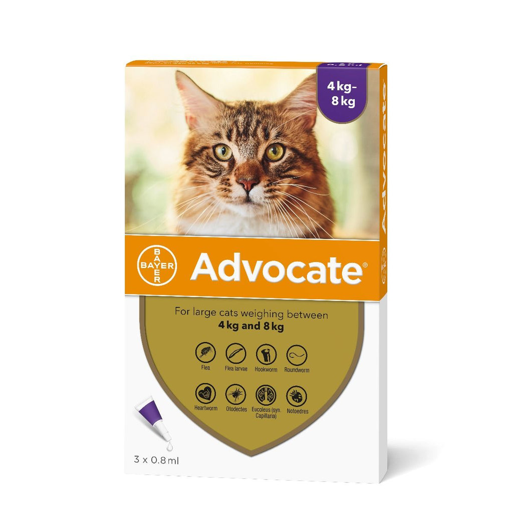 advocate for cats