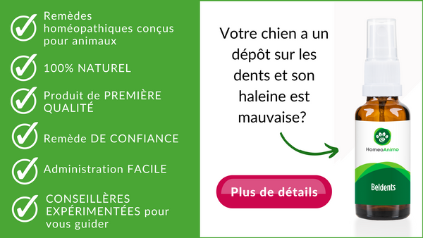 remède naturel contre le tartre chez le chien