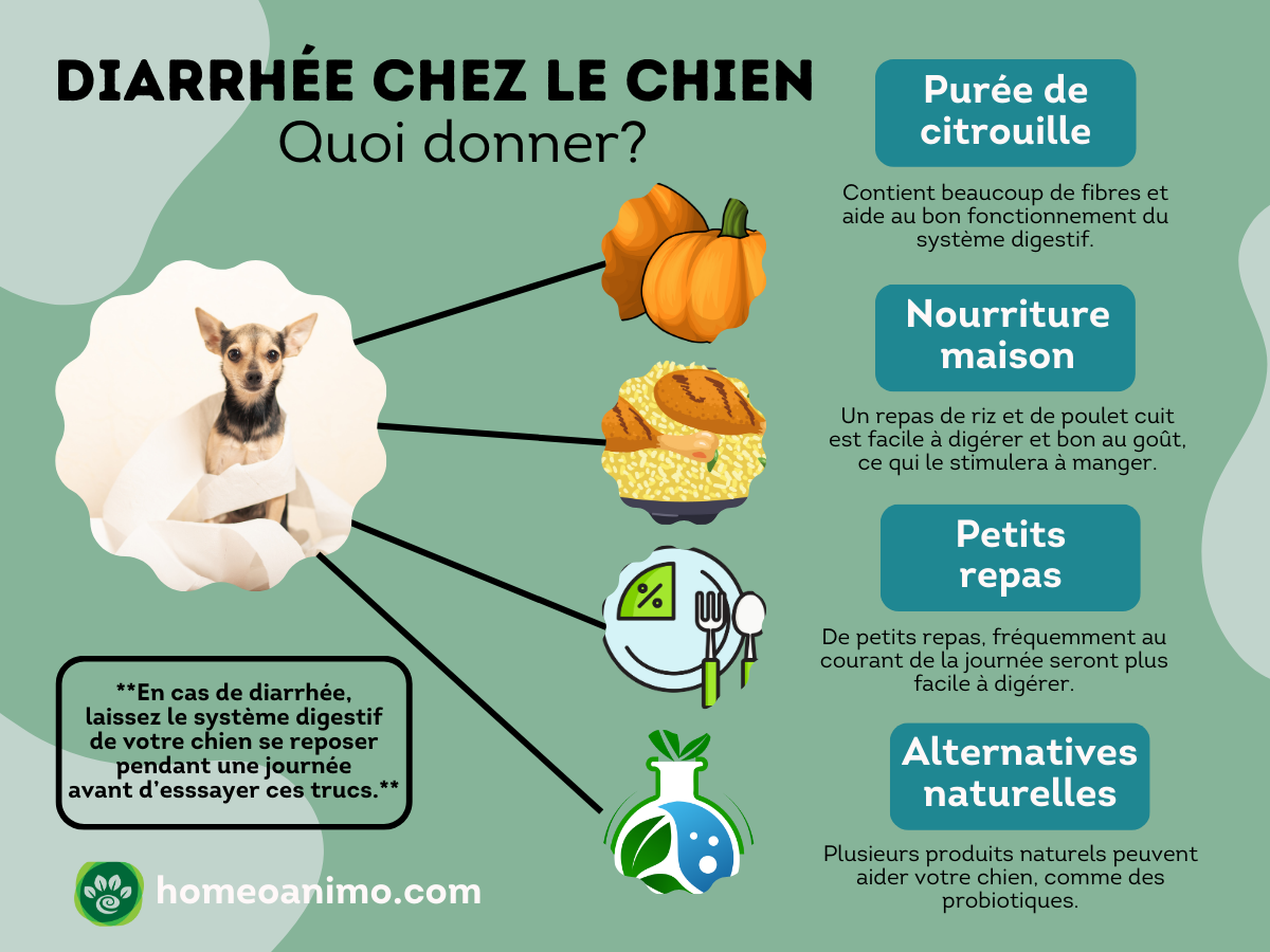 Infographie présentant les quatre choses à donner a un chien qui souffre de diarrhée.