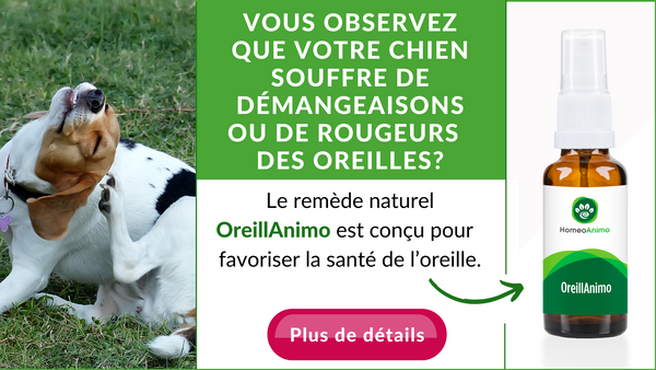 remède naturel pour infection de l'oreille chez le chien