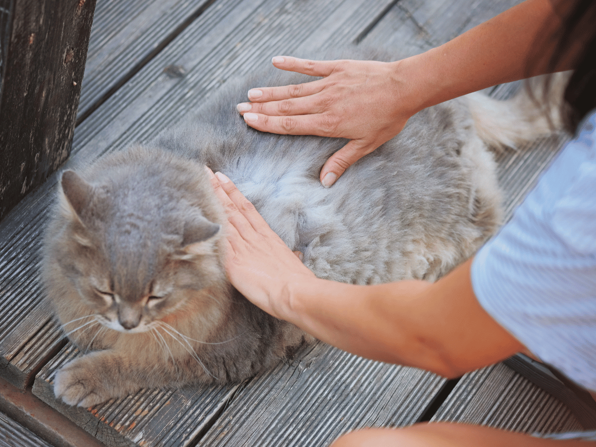 Propriétaire de chat qui analyse le pelage de son chat gris pour voir s'il y a des puces.