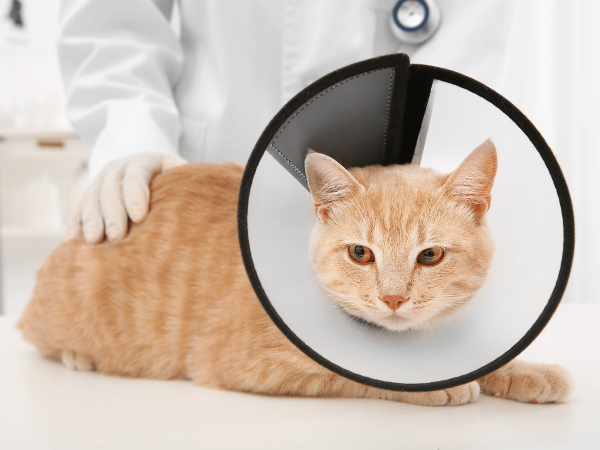 Chat portant un cône pour accélérer le traitement de sa conjonctivite