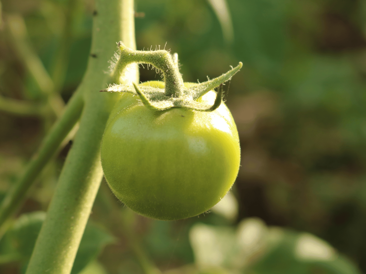 aliments dangereux chat tomates vertes pommes de terre