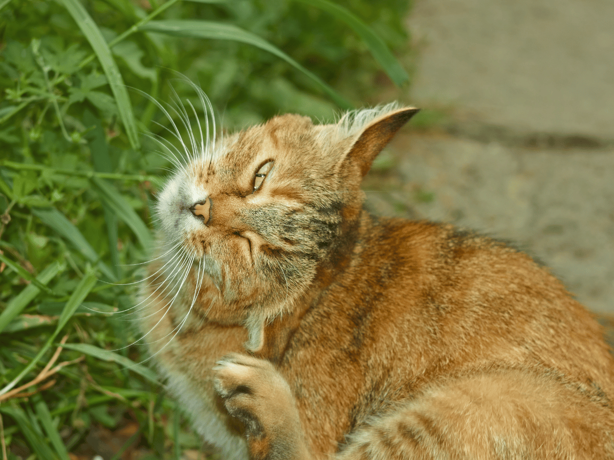 Un chat orange qui a de fortes démangeaisons parce qu'il est allergique aux piqûres de puces.