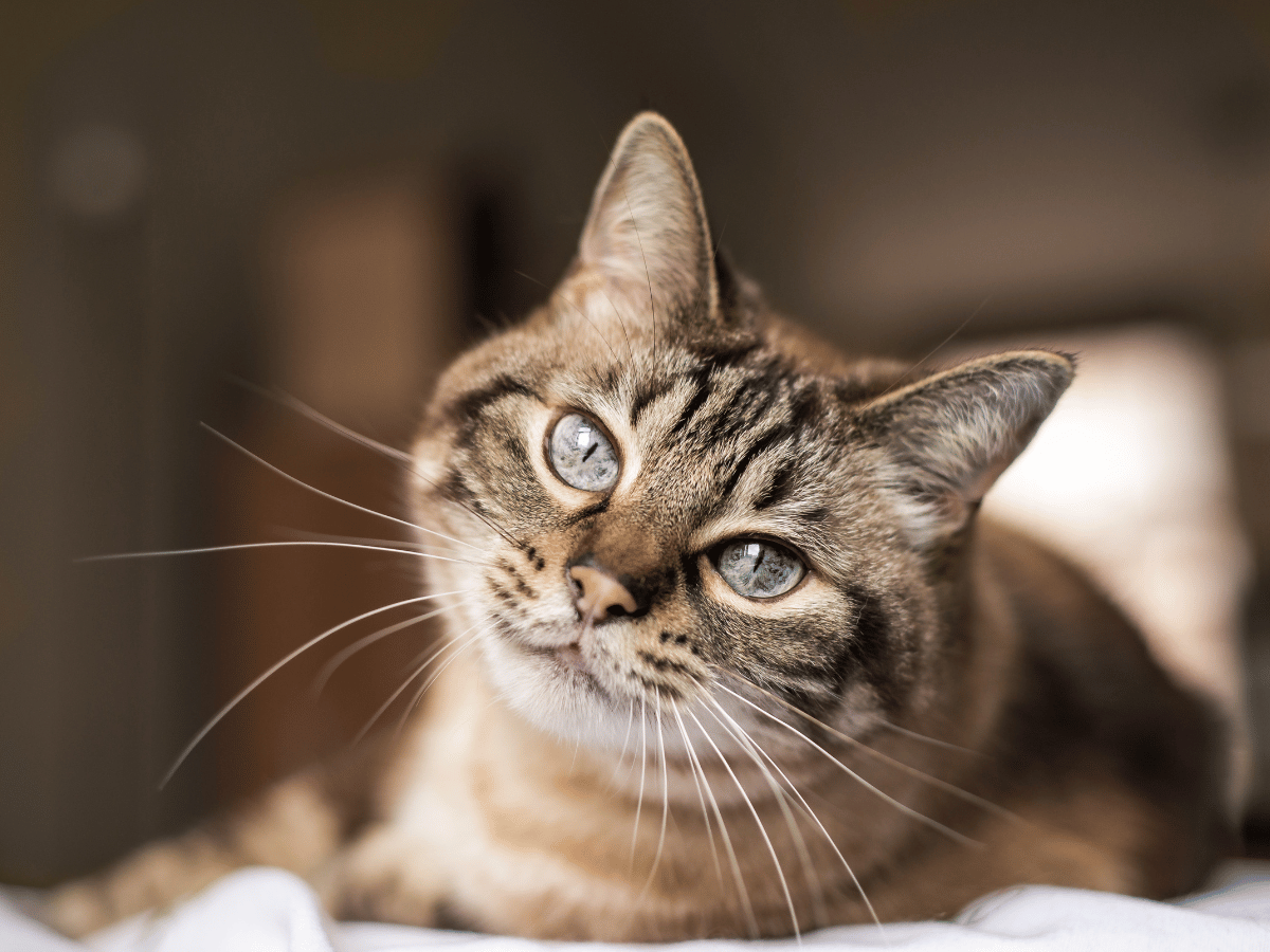 Ce chat fait parti des un chat sur cinq qui développe un cancer dans leur vie