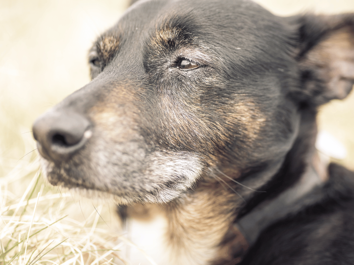 Ce chien fait parti de la moitié des chiens âgés de plus de dix ans ayant un cancer