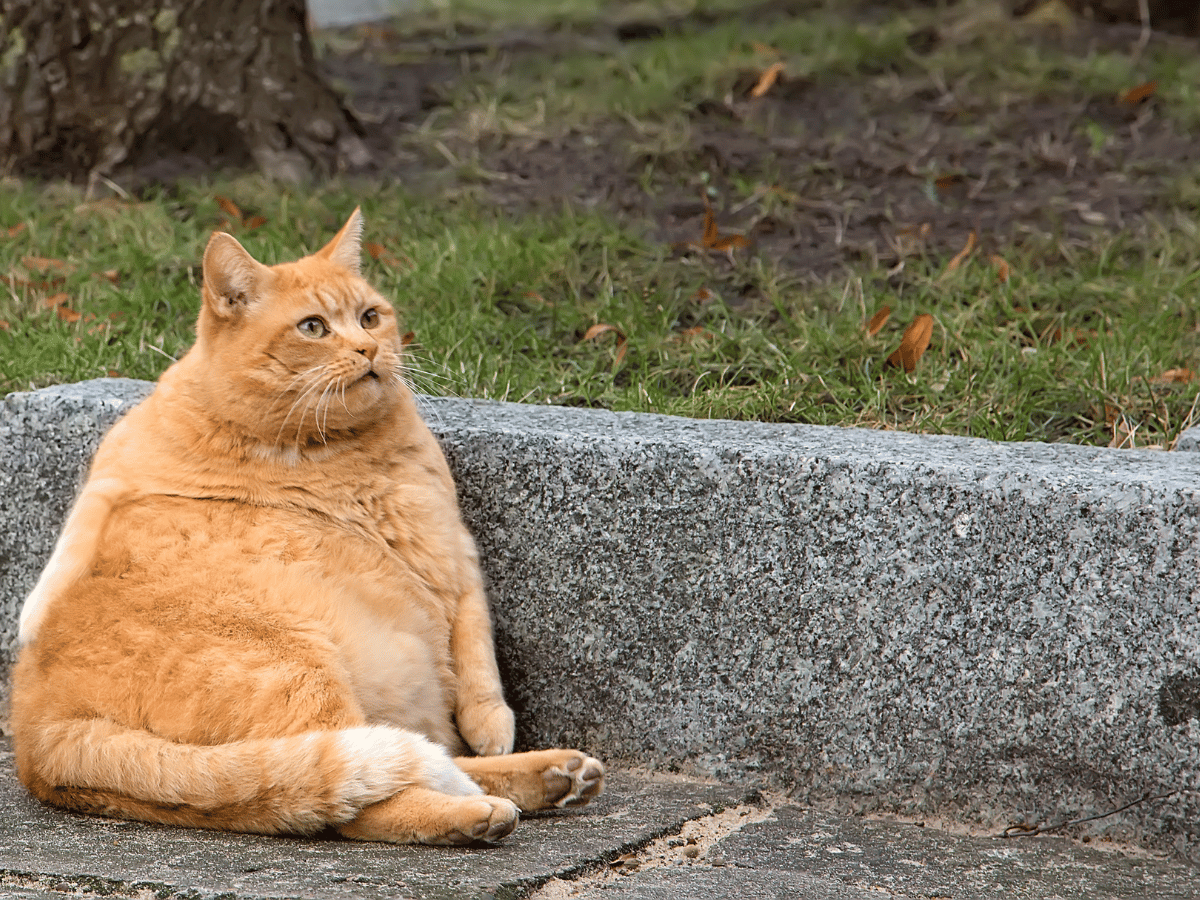 Chat qui fait de l'embonpoint, ce qui est une des causes du cancer chez le chat