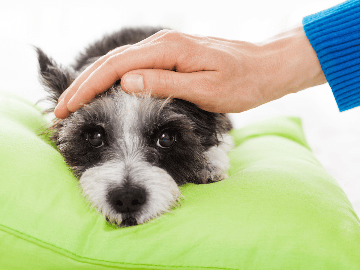 Propriétaire qui réconforte son chien atteint d'un cancer et se demande la cause