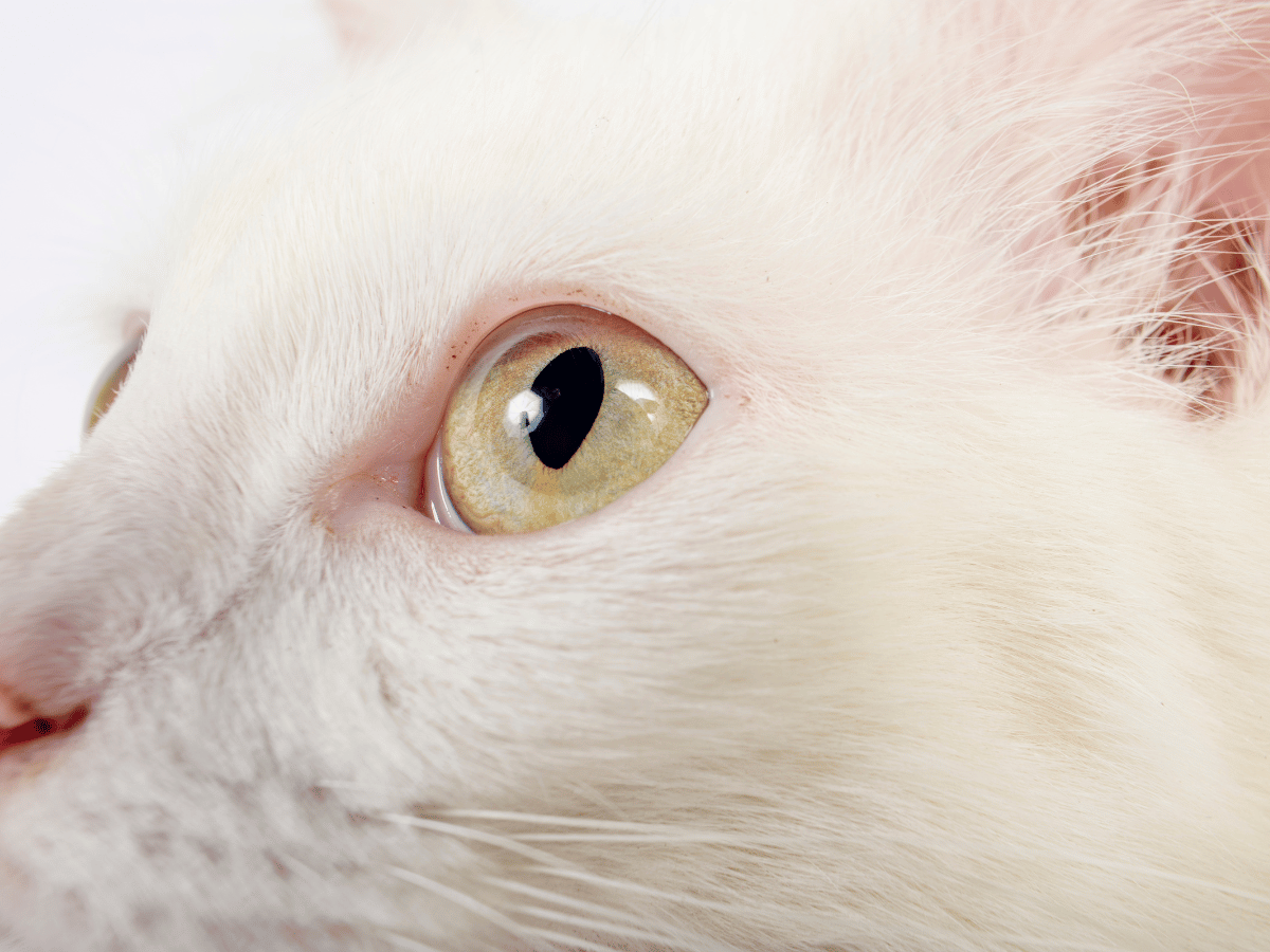 Chat qui a attrapé un virus à l'oeil, ce qui est une des causes de la conjonctivite chez les chats