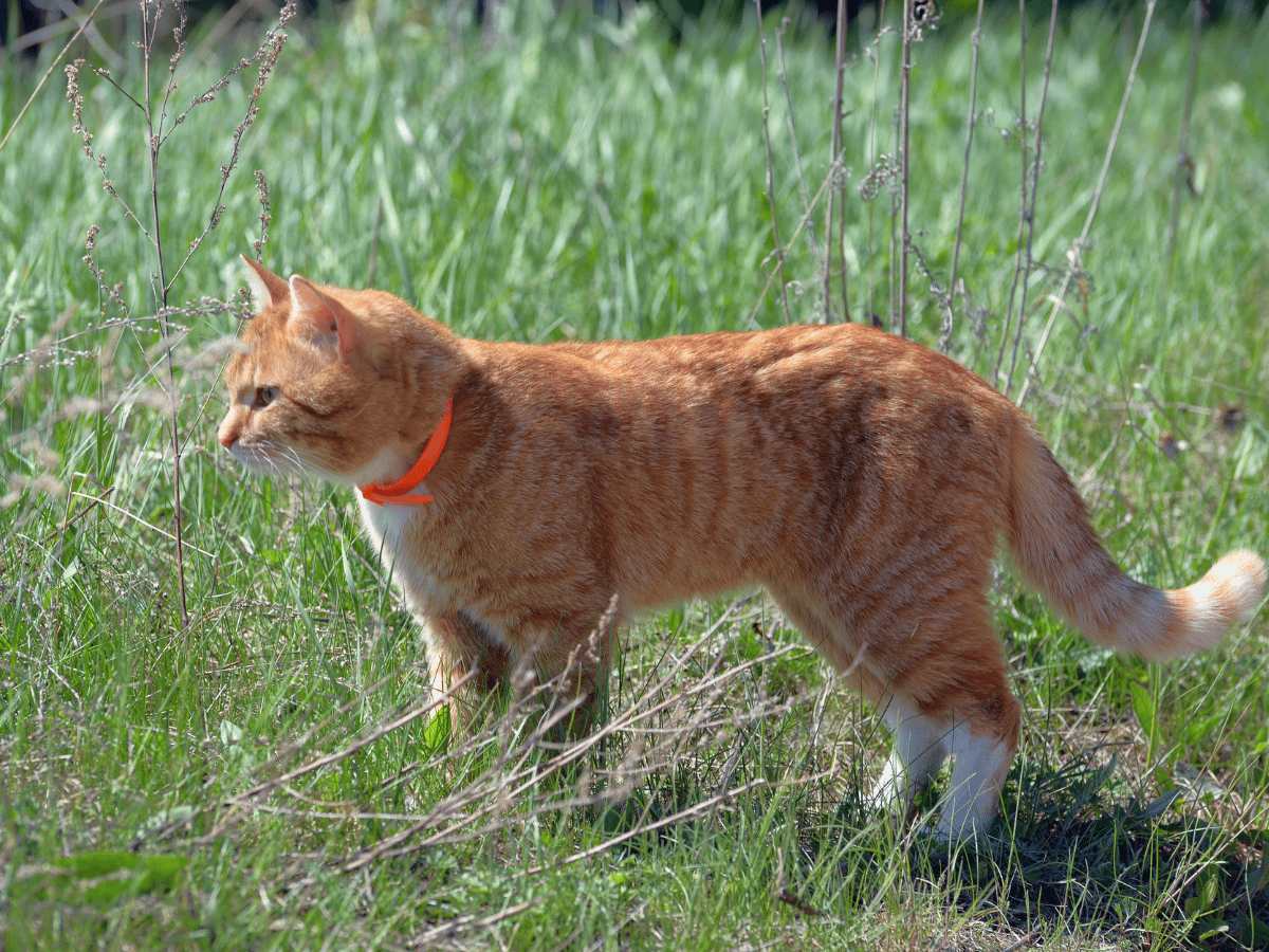 Chat qui explore l'extérieur et se tient dans les herbes hautes. Ce qui peut être une des causes d'une infestation de puces.