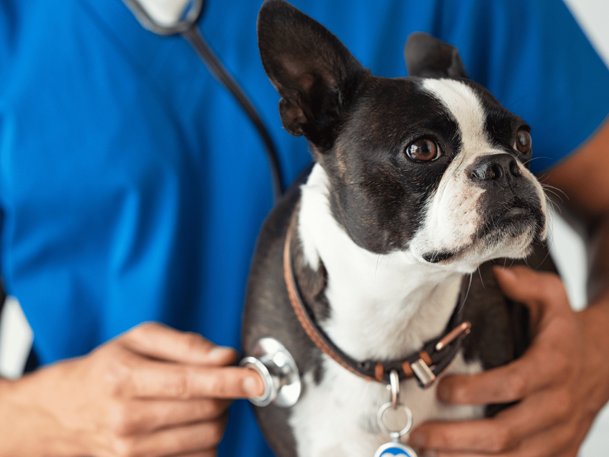 vétérinaire analyse les causes du souffle cardiaque d'un chien