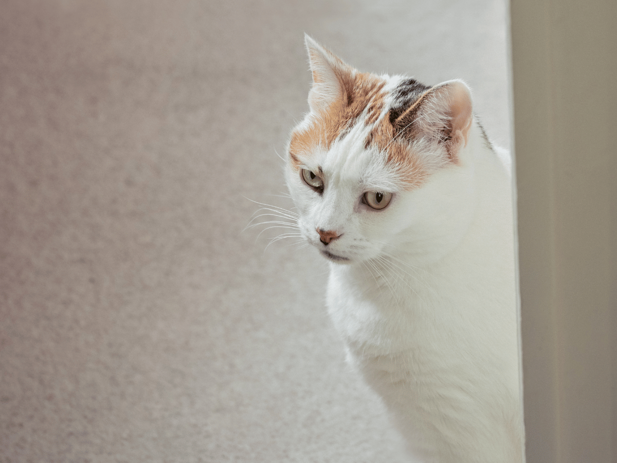 Un chat atteint de vers qui est isolé des autres