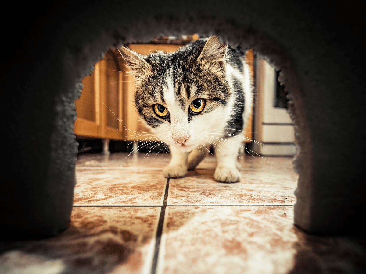 Un chat d'intérieur risque d'attraper des vers en chassant une souris dans la maison