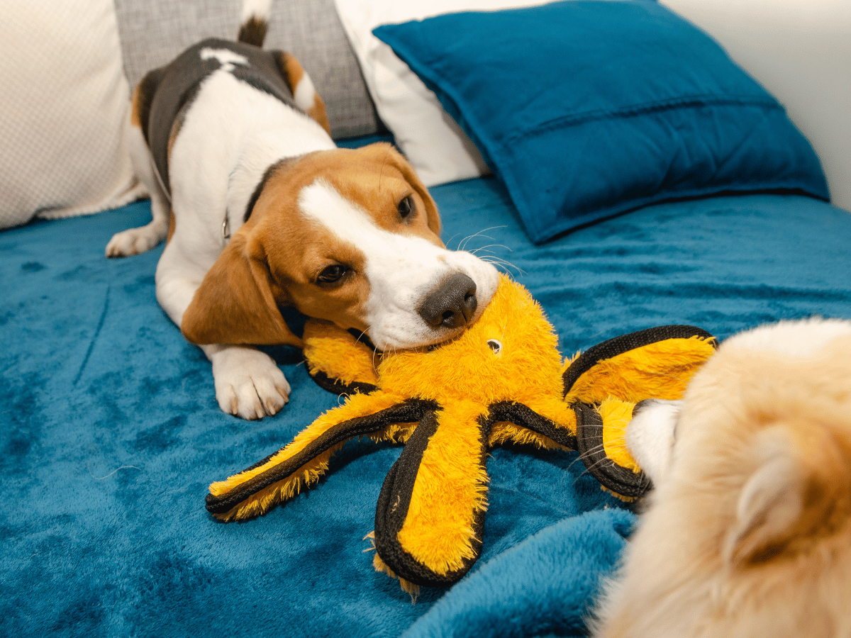 Deux chiens se rencontrent pour jouer