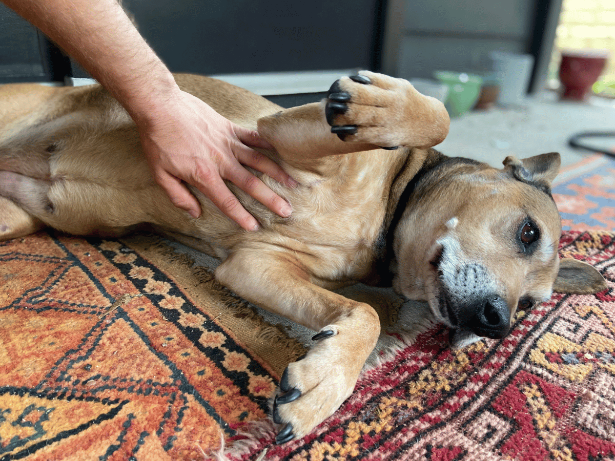 Chien a une colite à court terme, une des classifications de la colite chez les chiens