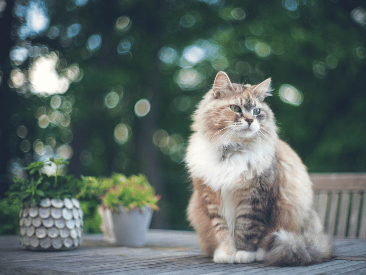 Ce chat prend un remède homéopathique qui fait effet rapidement