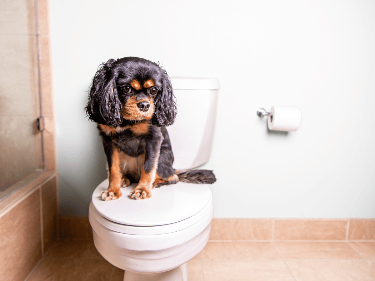 Ce chien n'a pas été à la selle depuis deux jours.