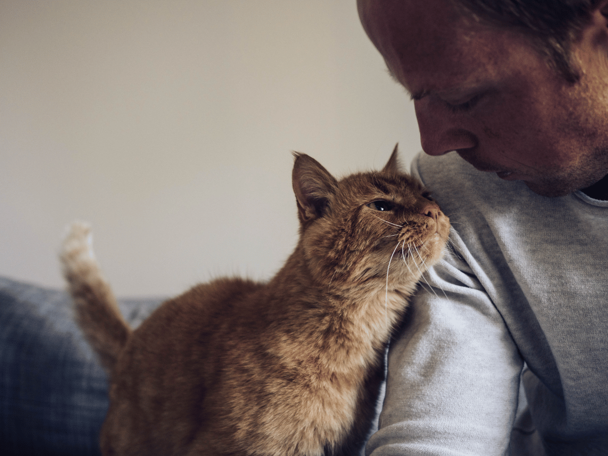 L'espérance de vie de ce chat atteint d'un cancer est de quelques années