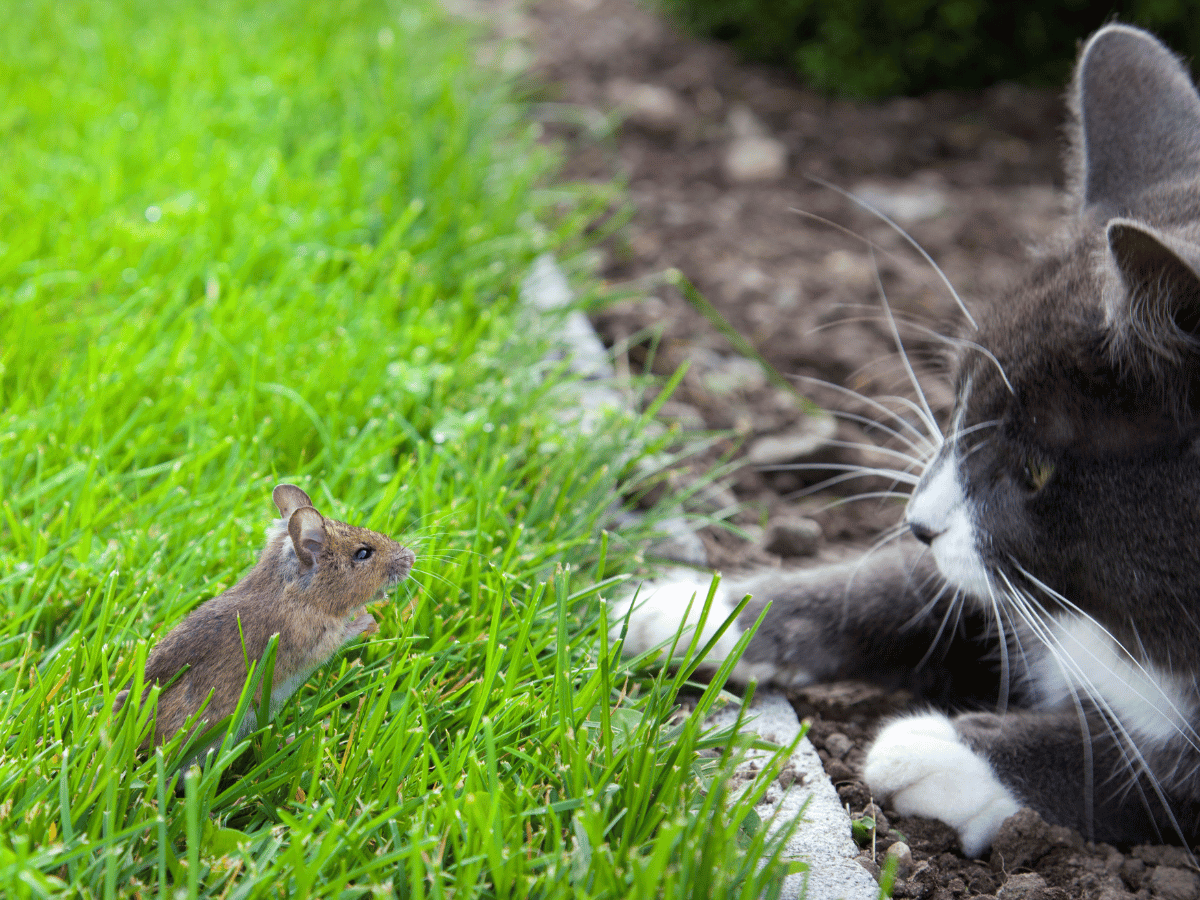 Un chat chassant un rongeur pourrait attraper des vers