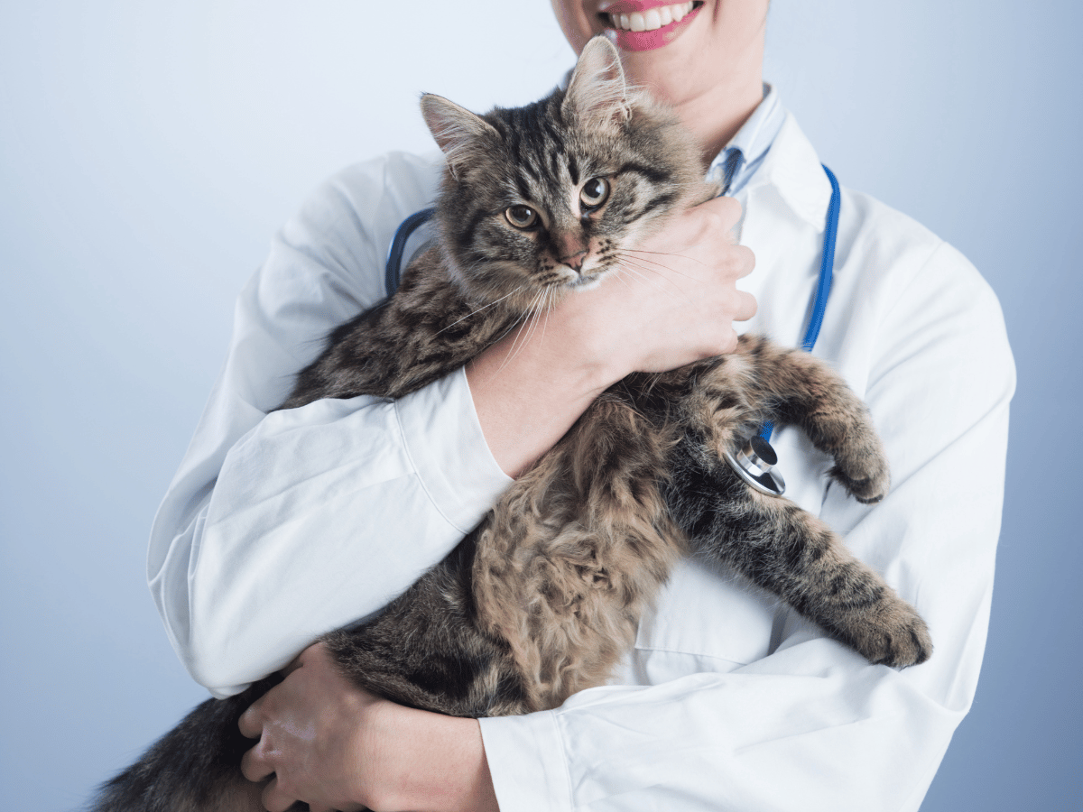 Ce vétérinaire homéopathe sait comment donner de l'homéopathie a un chat