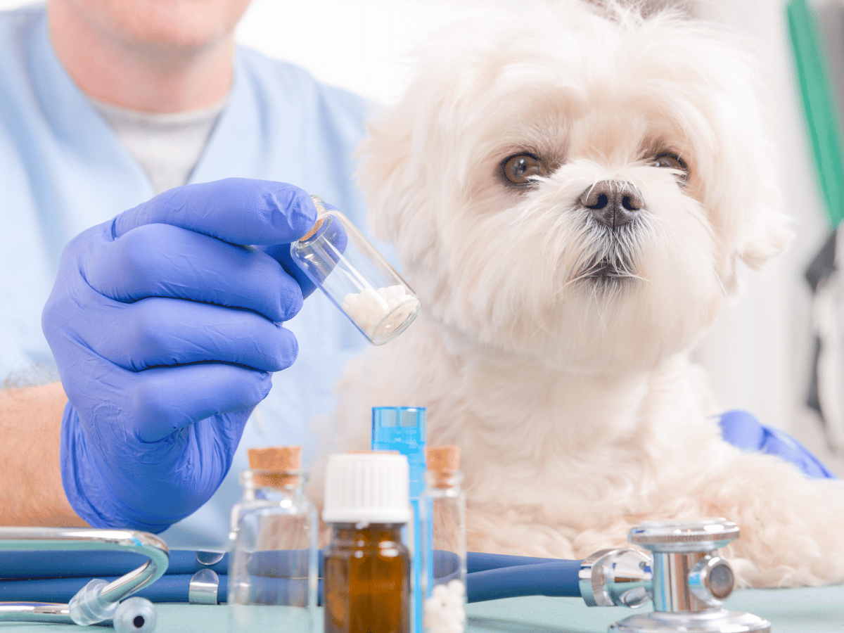 En granules ou en liquide, l'homéopathie est simple à donner à un chien