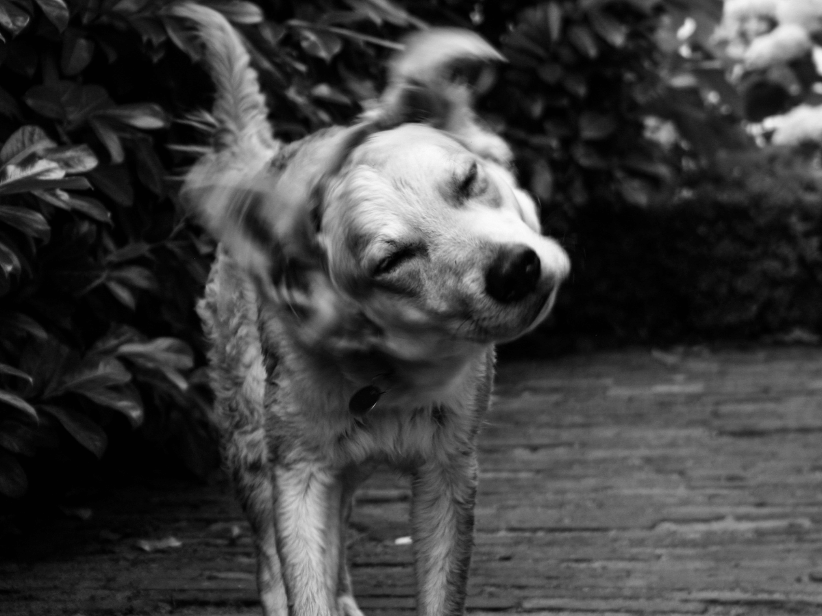 Chien qui se secoue la tête, ce qui est un des signes d'une infection des oreilles chez le chien