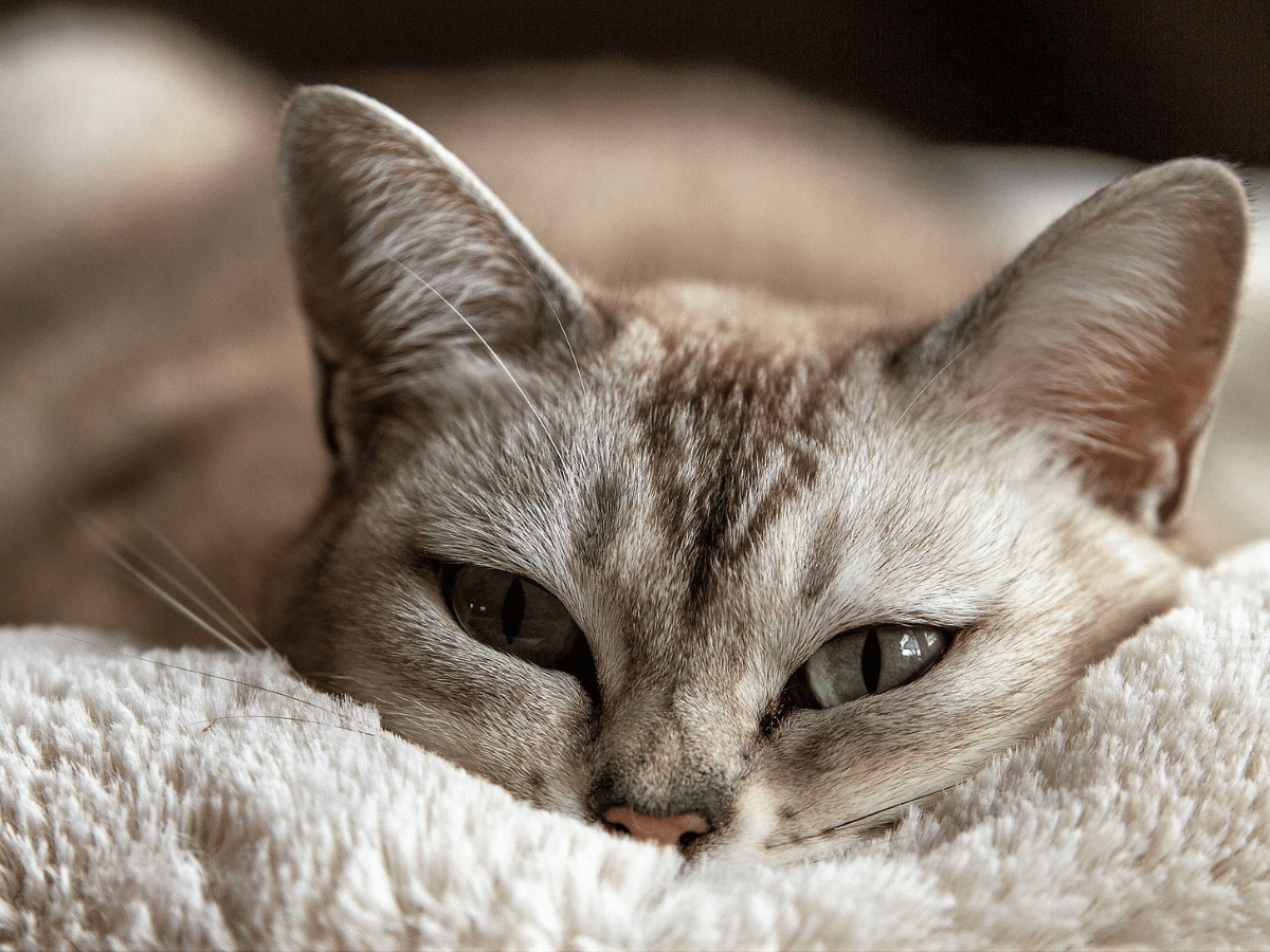 La conjonctivite de ce chat de ne guérit pas pour différentes raisons