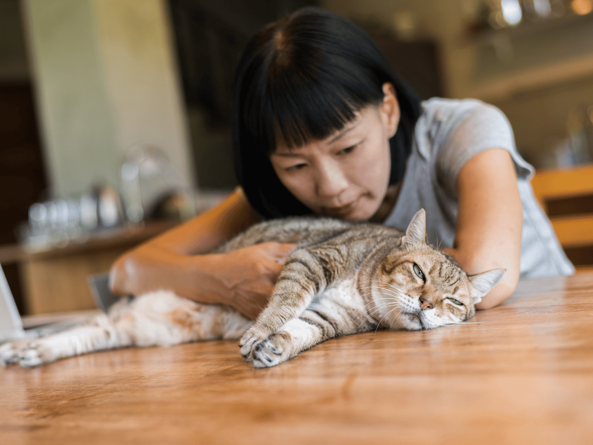 Ce propriétaire de chat essaie de détecter une tumeur sur son chat