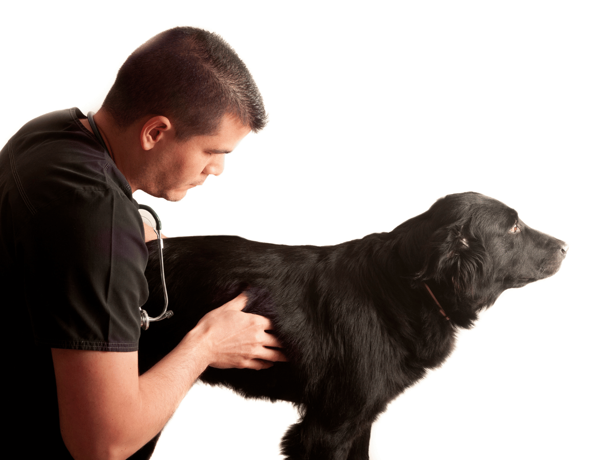 Un vétérinaire examine si ce chien a une masse palpable qui pourrait être une tumeur