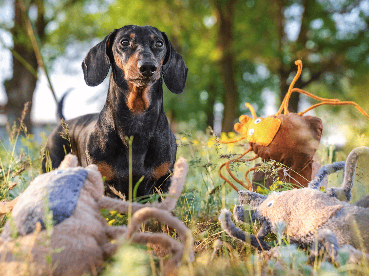 Chien teckel qui regarde des peluches en forme de tiques à travers des herbes hautes.